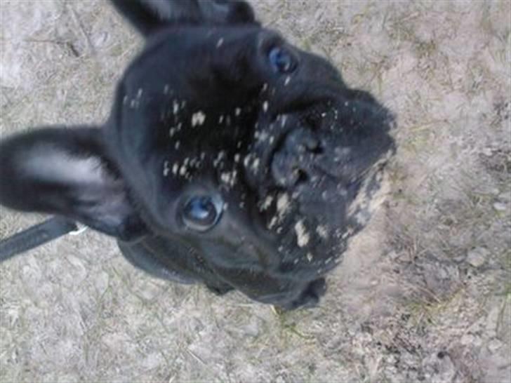 Fransk bulldog Alfred - Alfred har været med ude og lege i sandet, hvilket resulterer i sand i hele hovedet :) billede 1