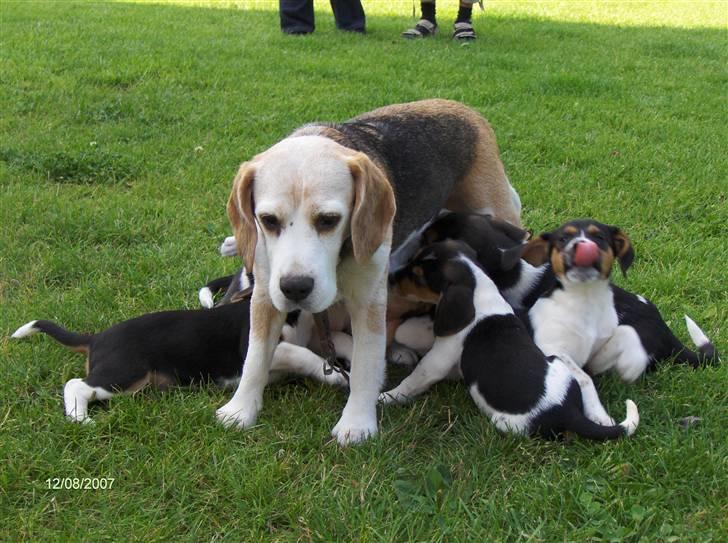 Blanding af racer Luna - Så er Luna færdig med at spise (: (sammen med hendes mor og hendes søskende) billede 14