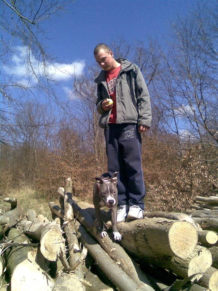 Amerikansk staffordshire terrier Tyson R.I.P - I skoven med mor og far. :D billede 19