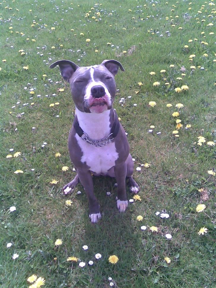 Amerikansk staffordshire terrier Tyson R.I.P billede 20