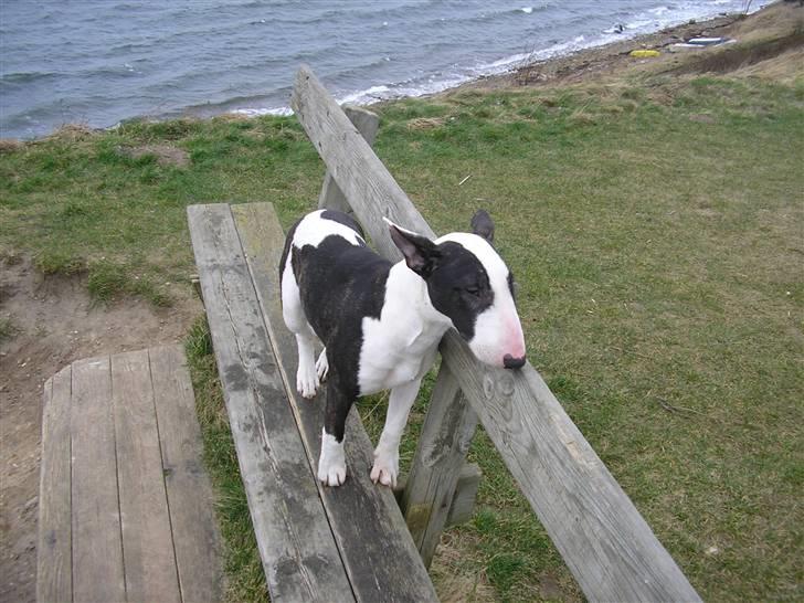 Bullterrier Karma billede 16