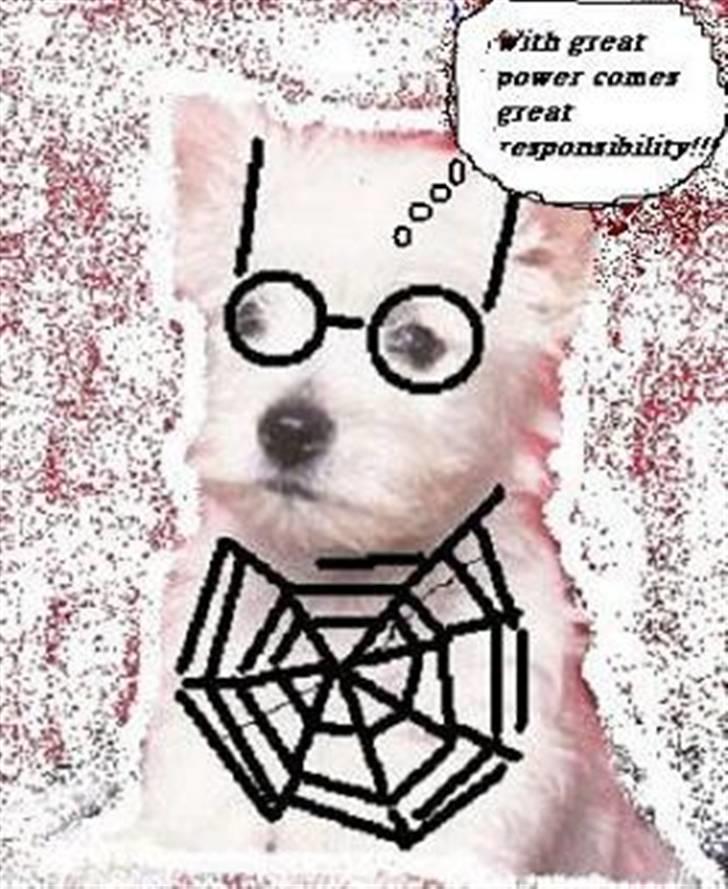 West highland white terrier Finn billede 10