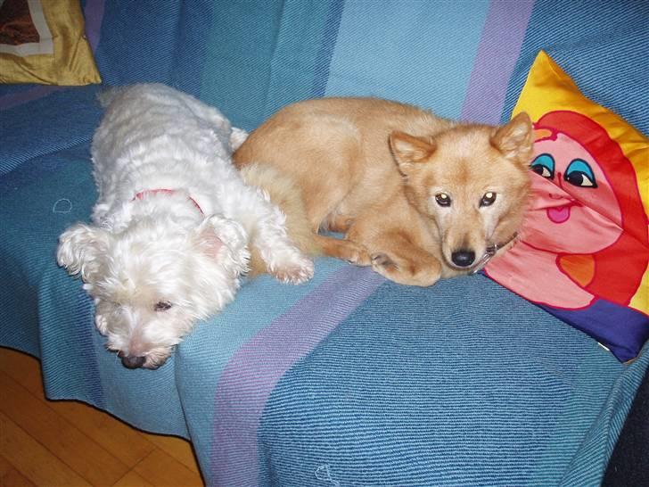 West highland white terrier Finn billede 11