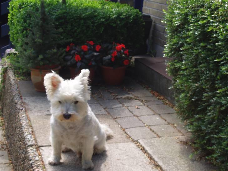 West highland white terrier Finn billede 12