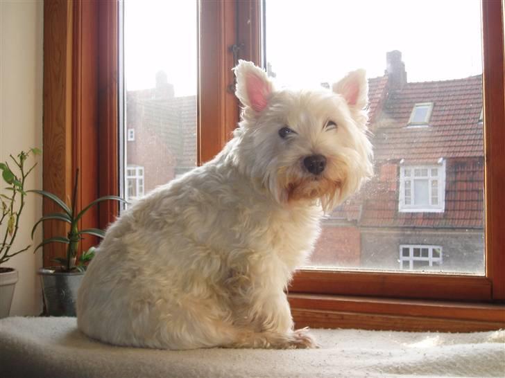 West highland white terrier Finn billede 13