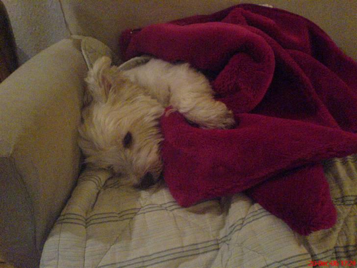 West highland white terrier Finn billede 14