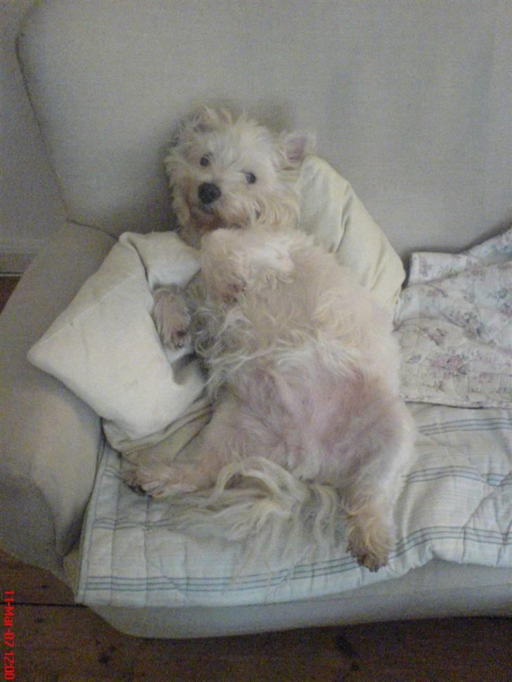 West highland white terrier Finn billede 16