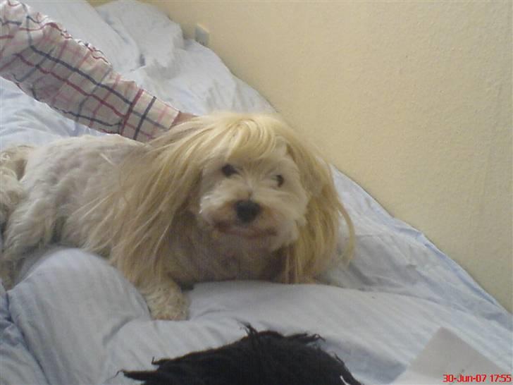 West highland white terrier Finn billede 17