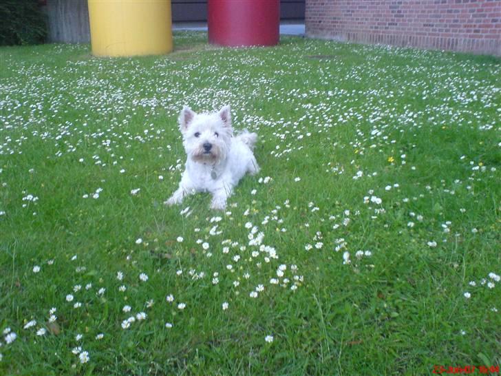 West highland white terrier Finn billede 18