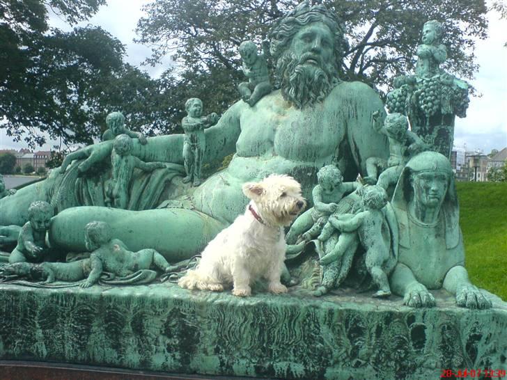 West highland white terrier Finn billede 19