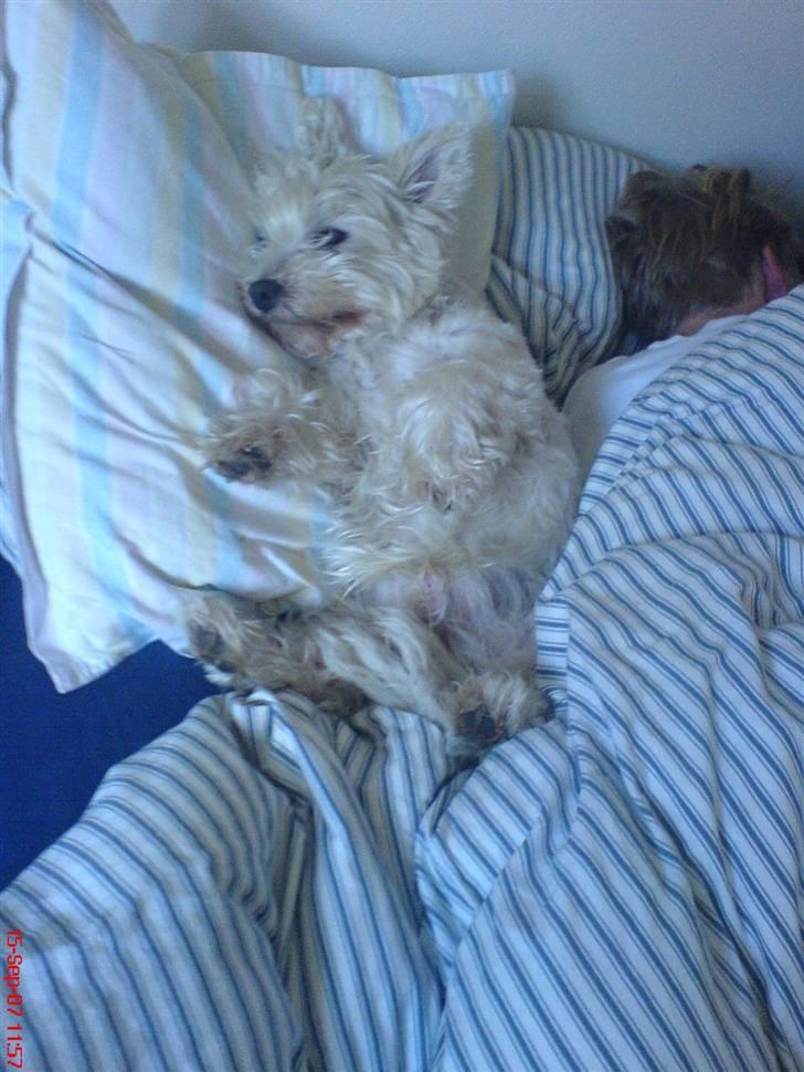 West highland white terrier Finn billede 20