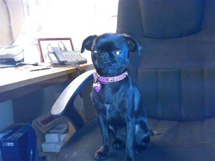 Griffon petit brabancon Chanel billede 11