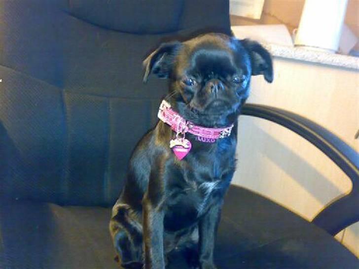 Griffon petit brabancon Chanel billede 12