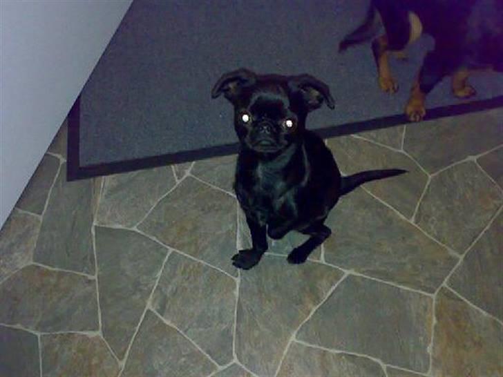 Griffon petit brabancon Chanel billede 13