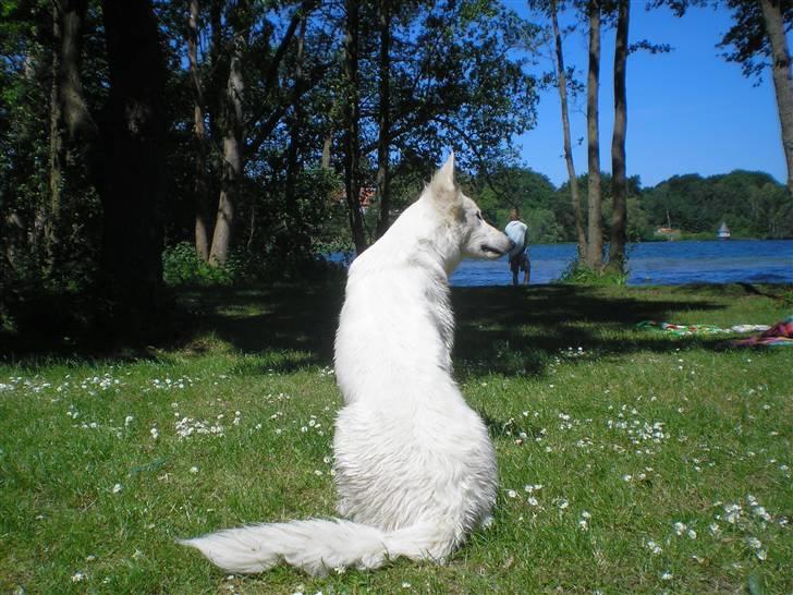 Hvid schæfer Fancy-Cheri - Og jeg holder lige øje billede 17