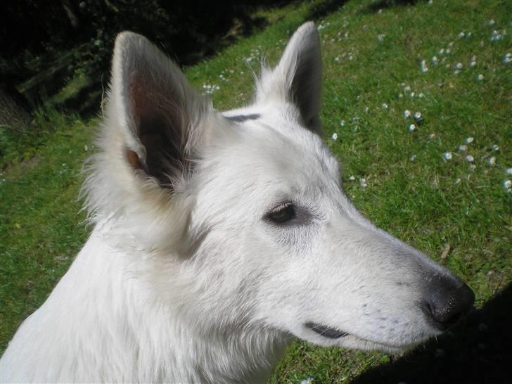 Hvid schæfer Fancy-Cheri - Uhmmmm rigtig slapper .... billede 18