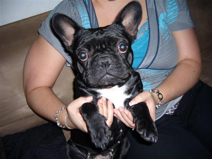 Fransk bulldog Malou billede 20