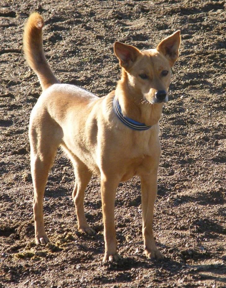 Blanding af racer Lanka RIP - Eftertænksom Lanka på en smuk dag i november 2007 billede 12