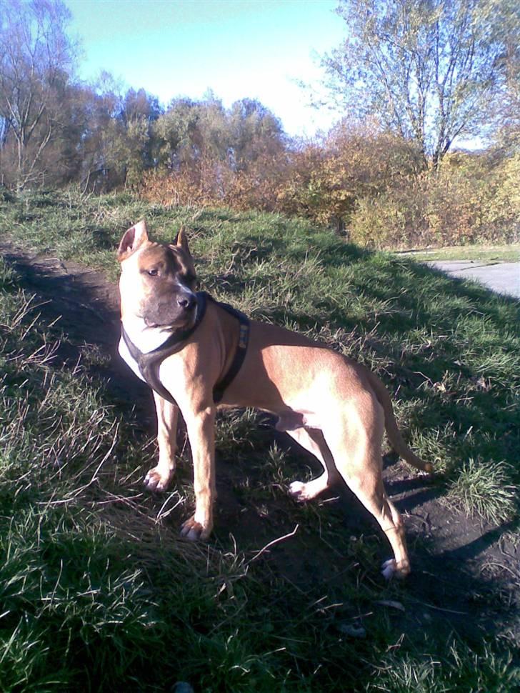 Amerikansk staffordshire terrier Charlie billede 1