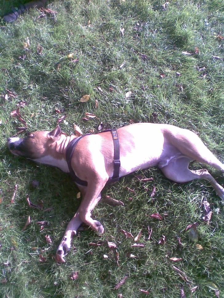 Amerikansk staffordshire terrier Charlie billede 2