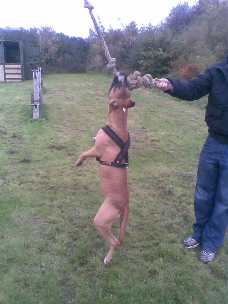 Amerikansk staffordshire terrier Charlie billede 3