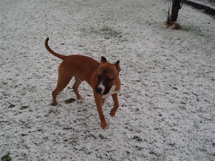 Amerikansk staffordshire terrier Charlie billede 4