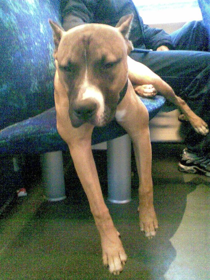 Amerikansk staffordshire terrier Charlie billede 5