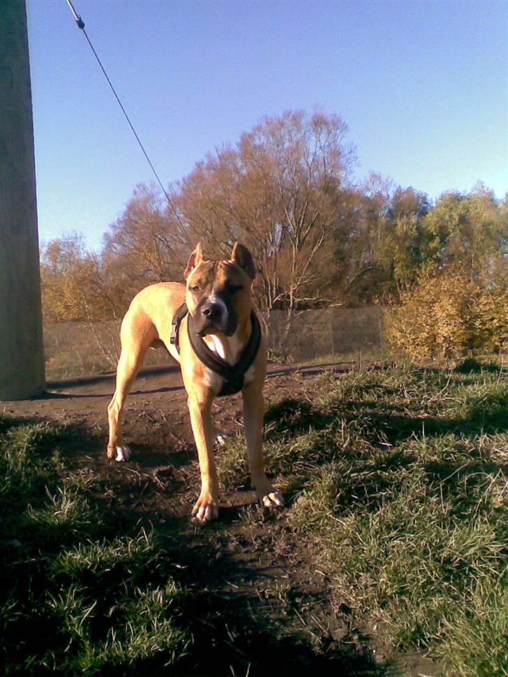 Amerikansk staffordshire terrier Charlie billede 6