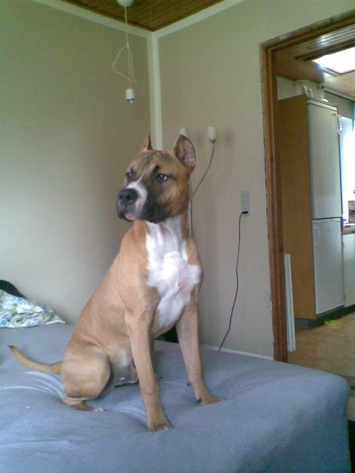 Amerikansk staffordshire terrier Charlie billede 7