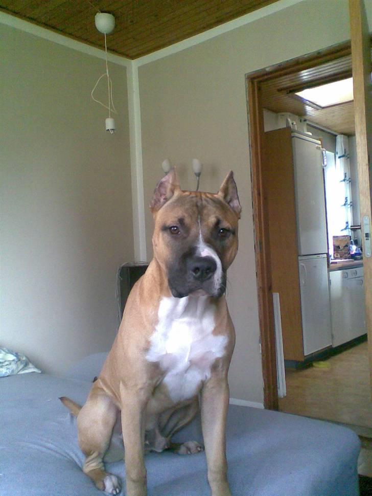 Amerikansk staffordshire terrier Charlie billede 8