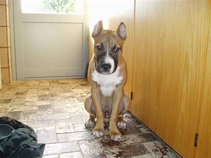 Amerikansk staffordshire terrier Charlie billede 9