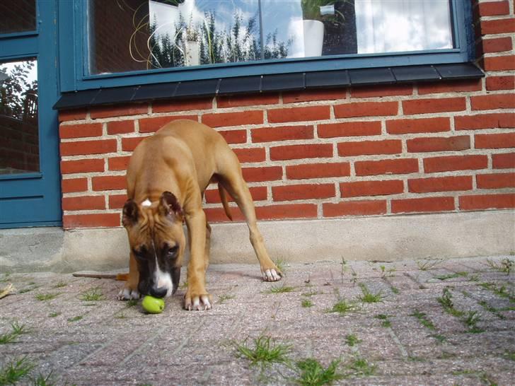 Amerikansk staffordshire terrier Charlie billede 10