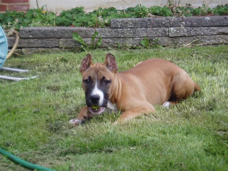 Amerikansk staffordshire terrier Charlie billede 11