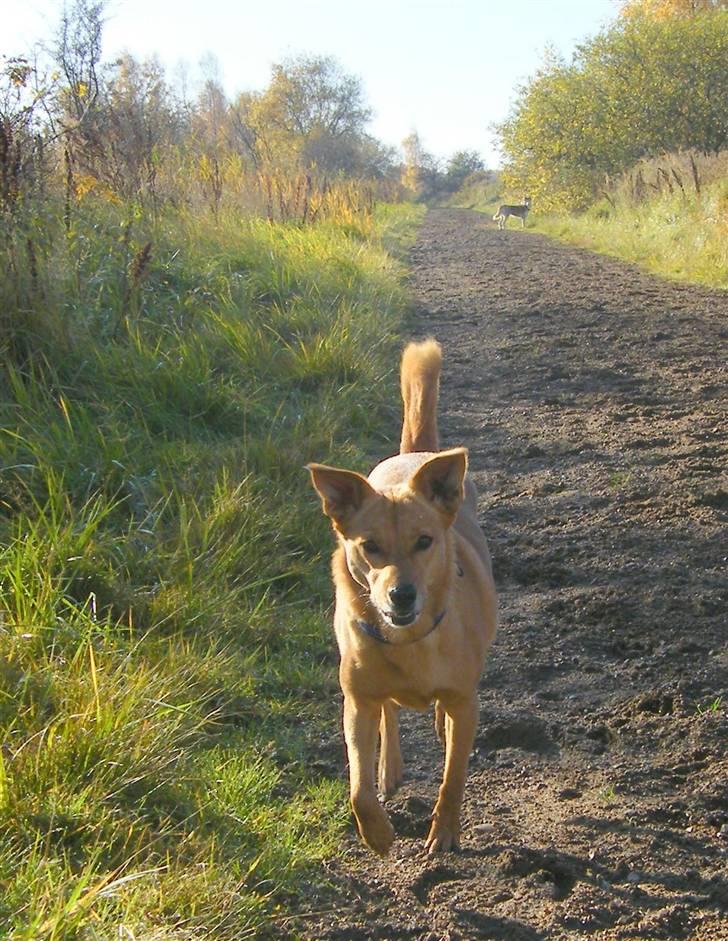Blanding af racer Lanka RIP - ELSKER at løbe stærkt billede 13