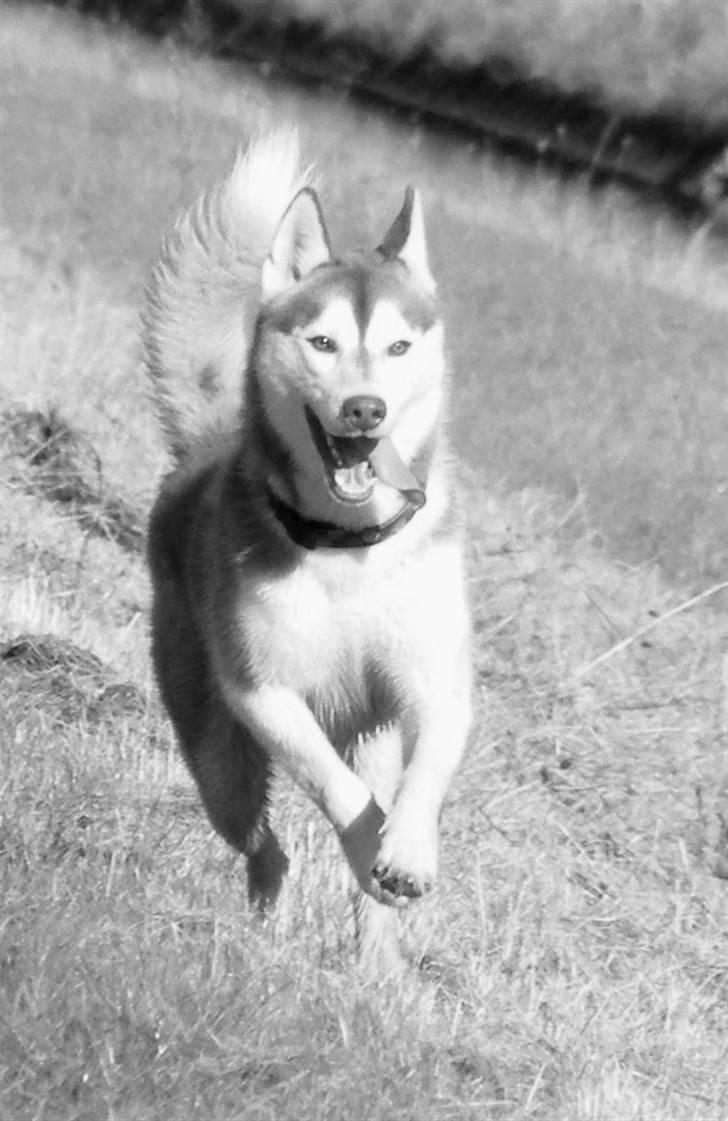 Siberian husky Aqui RIP - Fuld galop! November 2007 billede 19