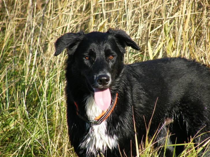 Blanding af racer Qimmit RIP - Qimmit er Våd og forpustet midt under en lang gåtur med indlagt bademulighed billede 11