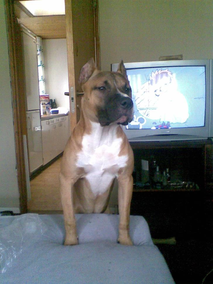 Amerikansk staffordshire terrier Charlie billede 12