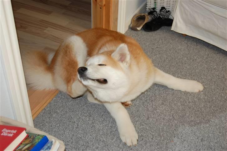 Akita inu Silver - "Kløøøøøør!!" billede 2