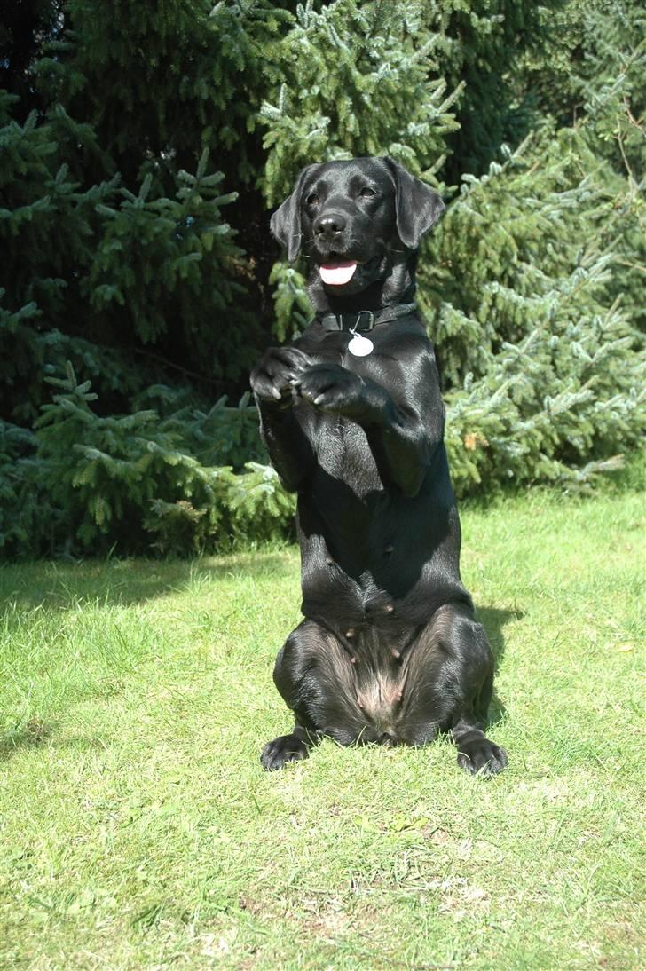 Labrador retriever                     Freja - se hvor sød jeg er!!!! må jeg få noget mad nu? :D billede 13