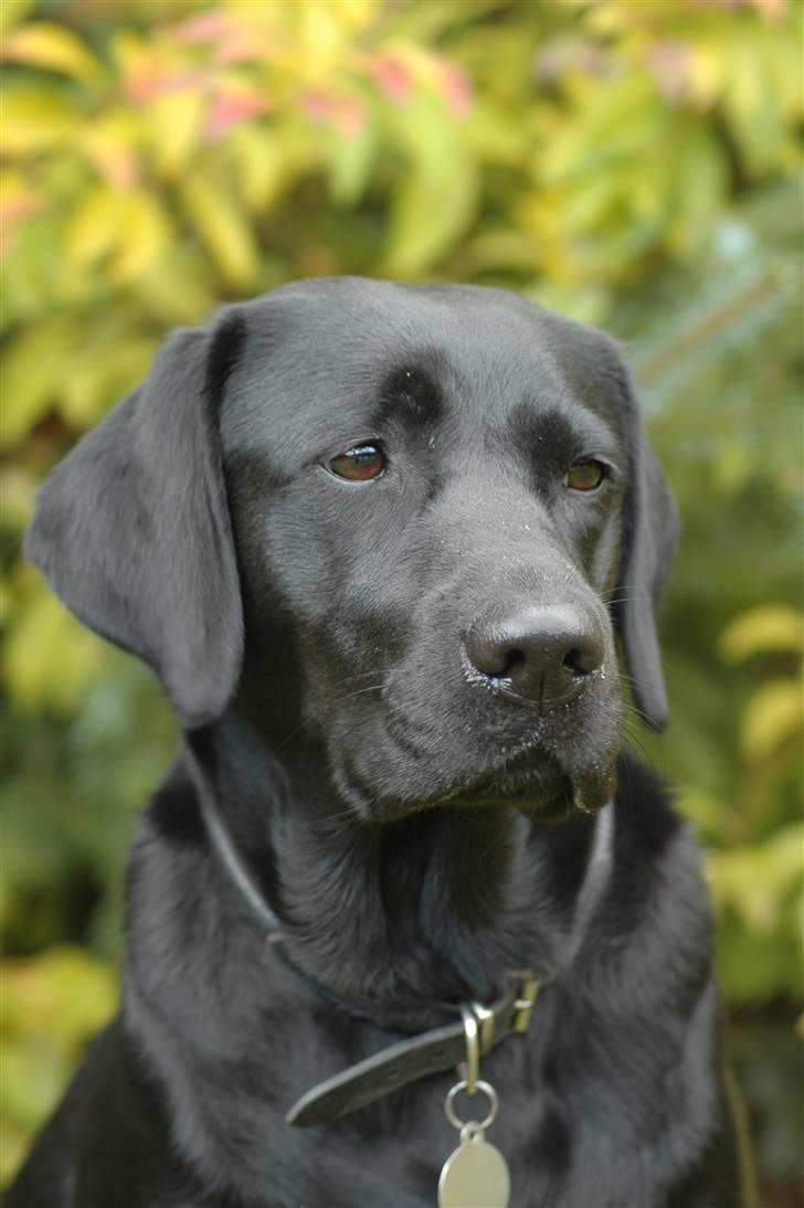 Labrador retriever                     Freja billede 14