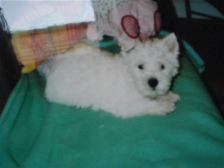 West highland white terrier pino billede 8