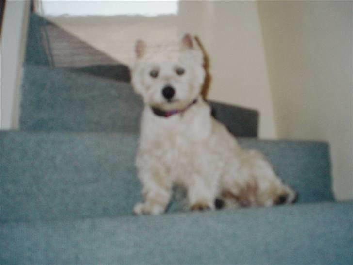 West highland white terrier pino billede 9