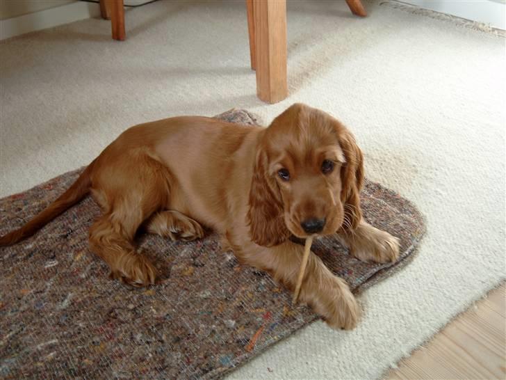 Cocker spaniel Sille billede 18
