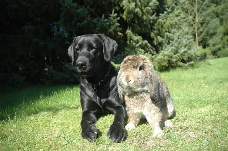 Labrador retriever                     Freja - Freja og Bubble - Bedste venner :) billede 3