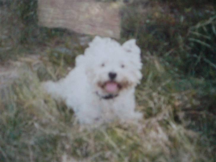 West highland white terrier pino billede 15