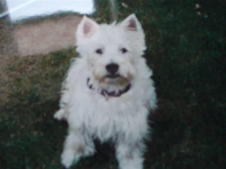 West highland white terrier pino billede 16