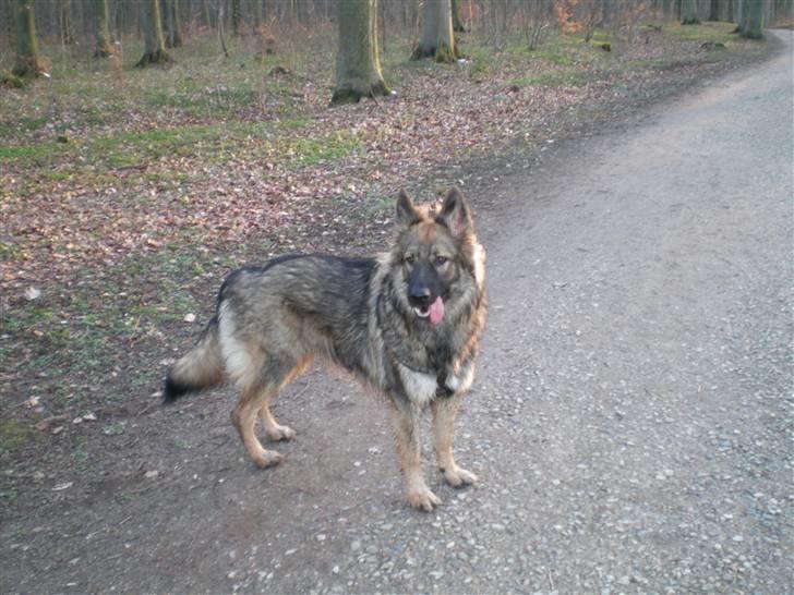 Schæferhund Titan billede 10