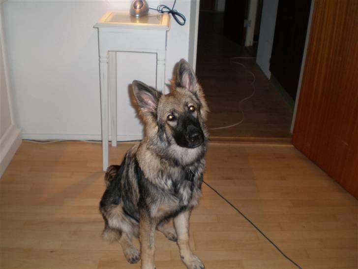 Schæferhund Titan billede 11