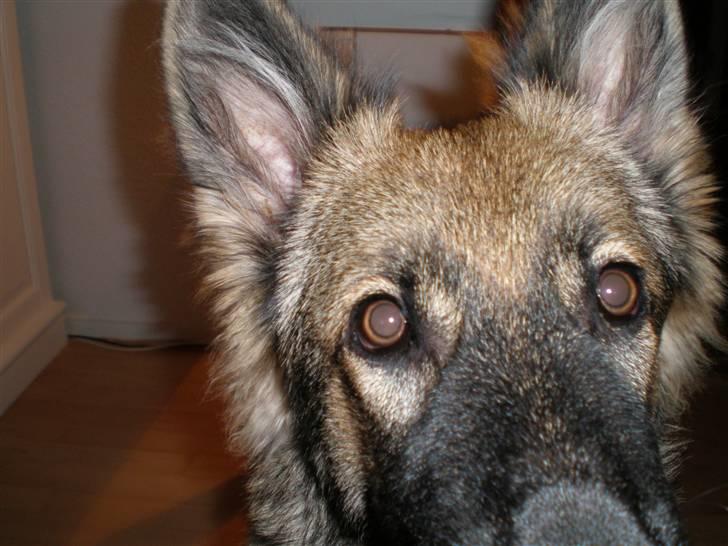 Schæferhund Titan billede 12