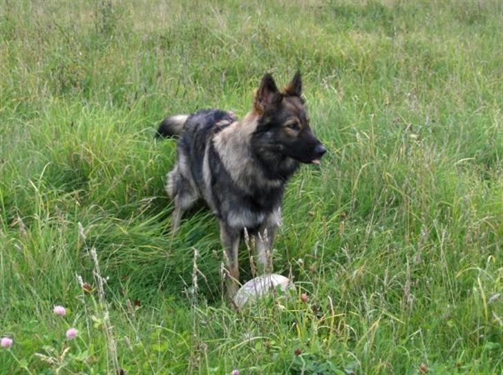 Schæferhund Titan billede 14